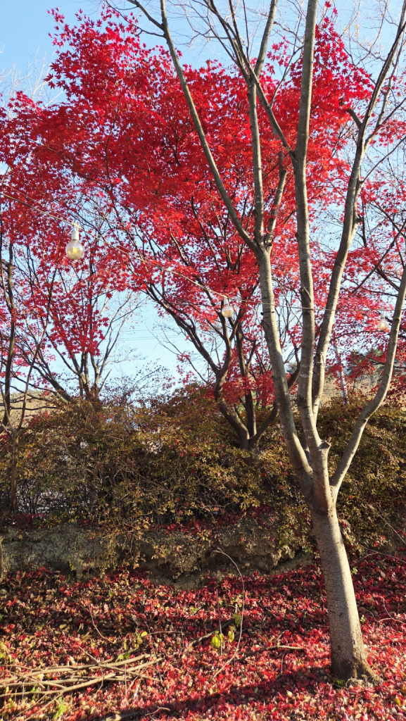 가평 레일파크 단풍 터널 풍경